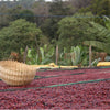 The farm with Ardi, a natural-processed coffee