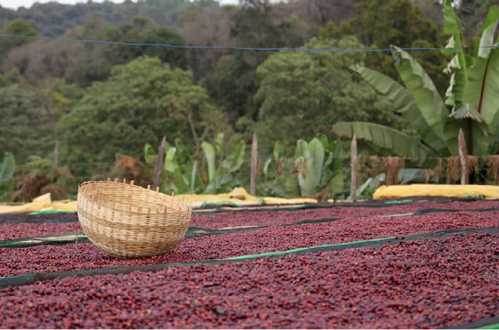 PARTY — THE COFFEE