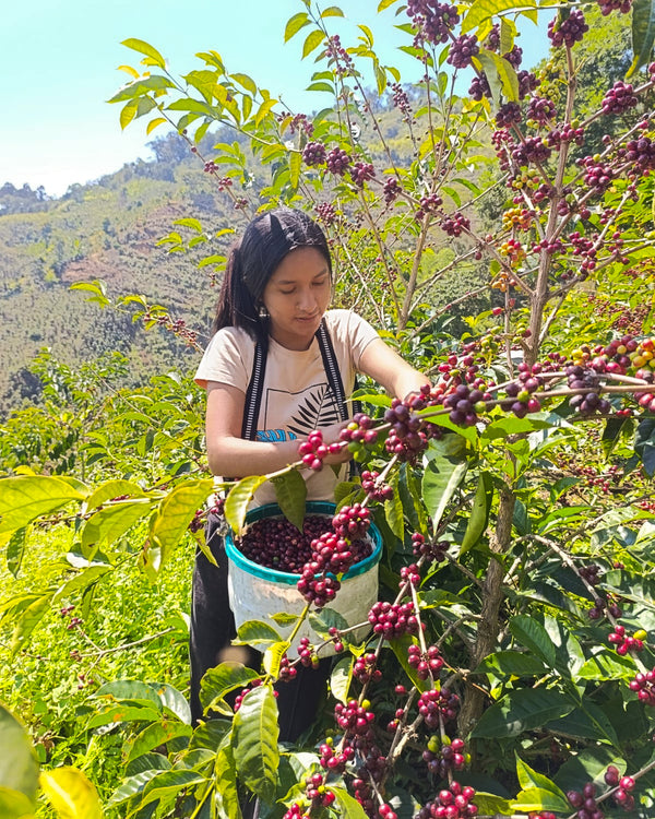 Yulisa Carhuallocllo