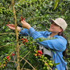 Juliana Guevara Java