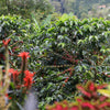 Juliana Guevara Java (WS)