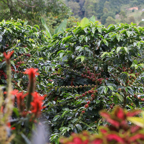 Juliana Guevara Java (WS)