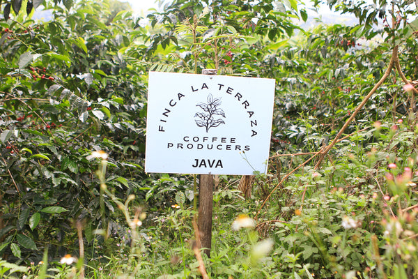 Juliana Guevara Java (WS)
