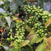 Edinson Muñoz Geisha (WS)