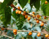 Natural Pacamara Nejapa