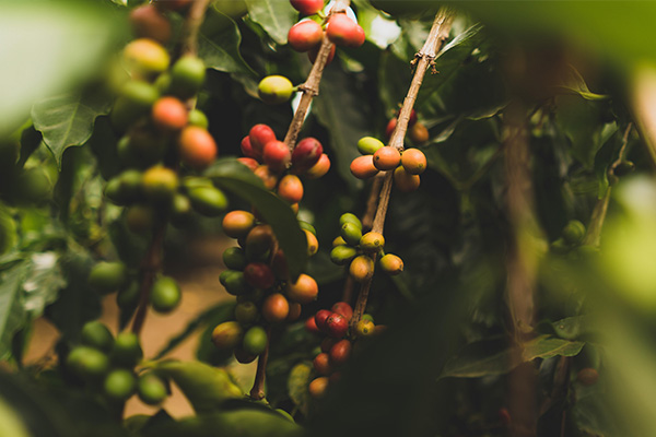 Farmers harvesting coffee